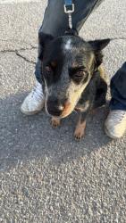 Found/Stray Female Dog last seen First street, Lawrence, PA 15055
