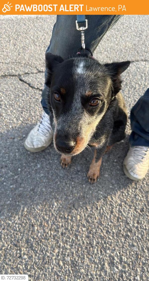 Found/Stray Female Dog last seen First street, Lawrence, PA 15055
