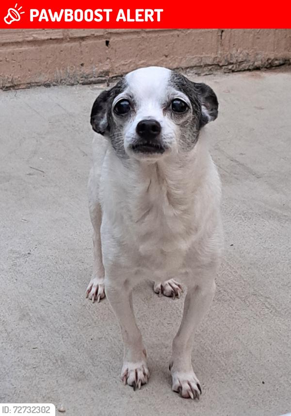 Lost Male Dog last seen Middendorf Rd, Chesterfield County, SC 29550