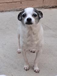 Lost Male Dog last seen Middendorf Rd, Chesterfield County, SC 29550