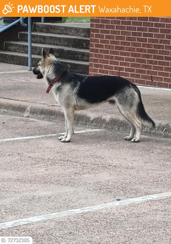 Found/Stray Male Dog last seen Workforce Solutions of Waxahachie , Waxahachie, TX 75165
