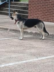 Found/Stray Male Dog last seen Workforce Solutions of Waxahachie , Waxahachie, TX 75165