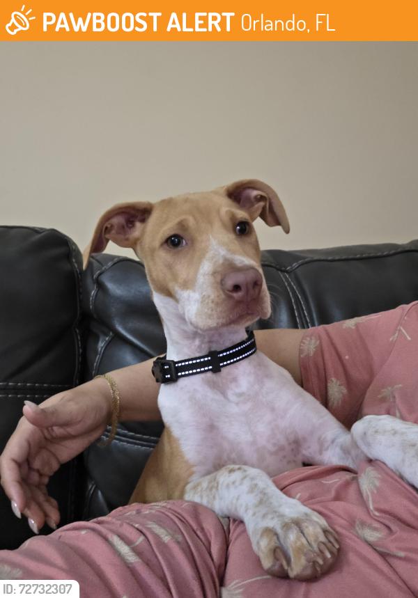 Found/Stray Female Dog last seen Riverside Park Rd and Alpert Dr., Orlando, FL 32810