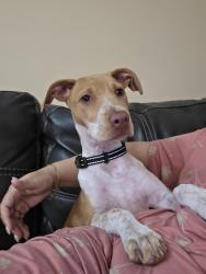 Found/Stray Female Dog last seen Riverside Park Rd and Alpert Dr., Orlando, FL 32810
