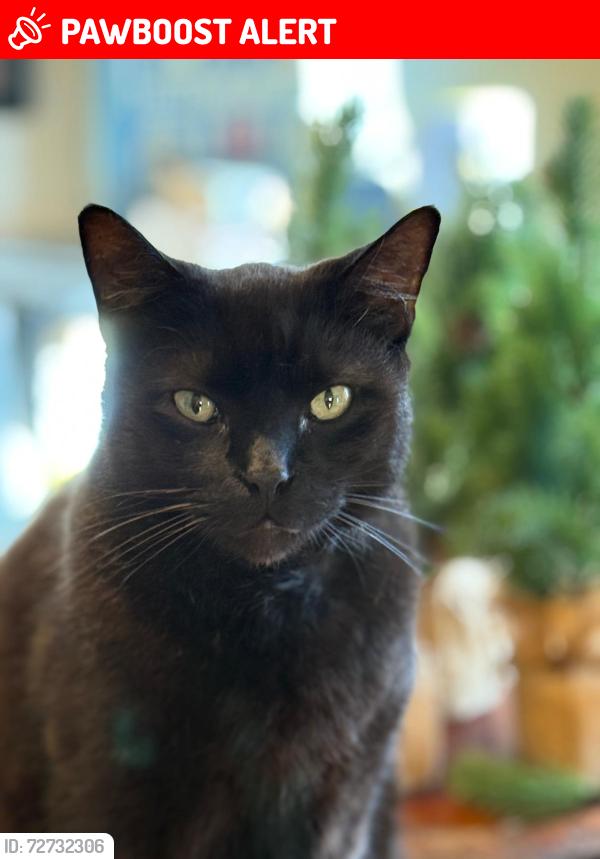 Lost Male Cat last seen spring lakes hills neighborhood, Altamonte Springs, FL 32714