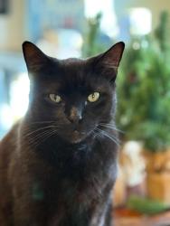 Lost Male Cat last seen spring lakes hills neighborhood, Altamonte Springs, FL 32714