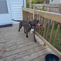 Found/Stray Male Dog last seen Academy for discovery at lakewood , Norfolk, VA 23509