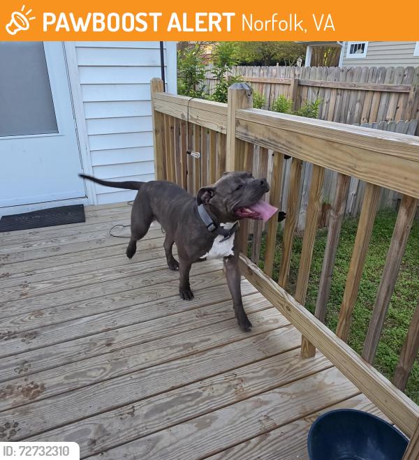 Found/Stray Male Dog last seen Academy for discovery at lakewood , Norfolk, VA 23509
