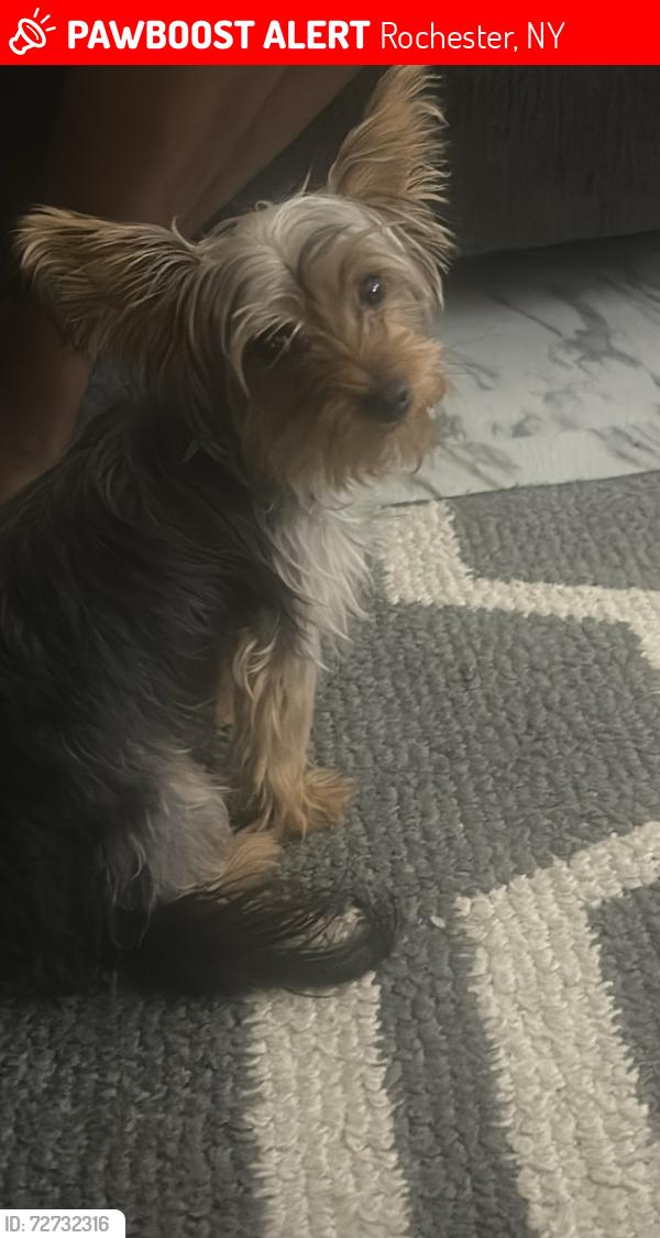 Lost Female Dog last seen Ridgeway ave., Rochester, NY 14615