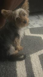 Lost Female Dog last seen Ridgeway ave., Rochester, NY 14615