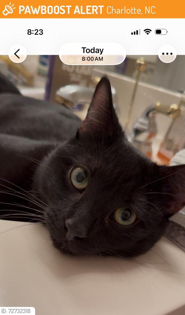 Found/Stray Male Cat last seen Lemmond Farm apmts , Charlotte, NC 28215