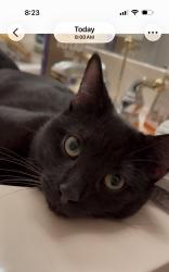 Found/Stray Male Cat last seen Lemmond Farm apmts , Charlotte, NC 28215