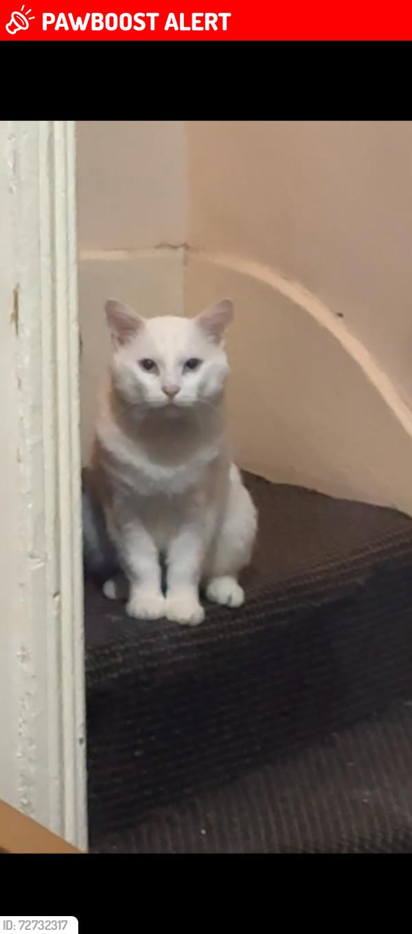 Lost Male Cat last seen B12 8AF, Balsall Heath, England B12 8AF