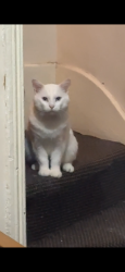 Lost Male Cat last seen B12 8AF, Balsall Heath, England B12 8AF