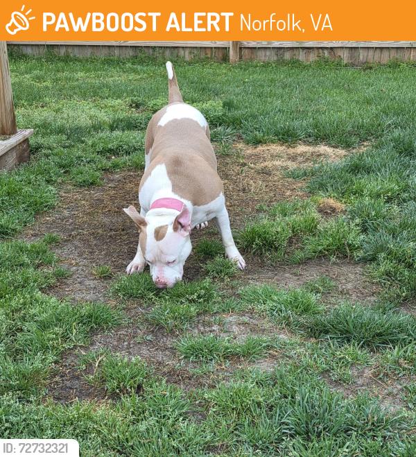 Found/Stray Female Dog last seen Academy for discovery at lakewood , Norfolk, VA 23509