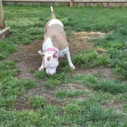 Found/Stray Female Dog last seen Academy for discovery at lakewood , Norfolk, VA 23509