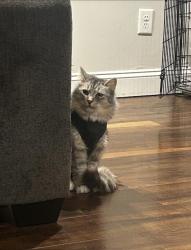Lost Female Cat last seen Wild Azelea Trail and Dry Pond Rd., Waleska, GA 30183