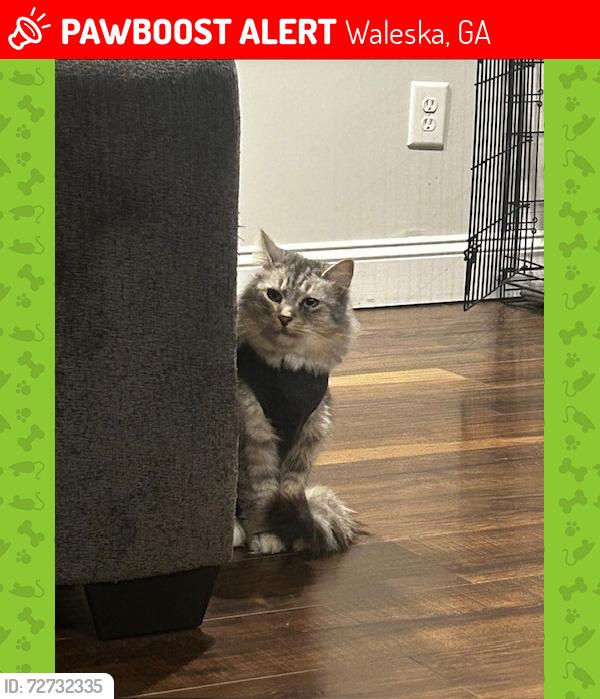 Lost Female Cat last seen Wild Azelea Trail and Dry Pond Rd., Waleska, GA 30183