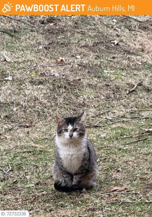 Found/Stray Male Cat last seen Squirrel Rd and Shimmoms, Auburn Hills, MI 48326