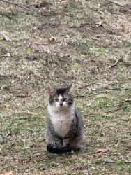 Found/Stray Male Cat last seen Squirrel Rd and Shimmoms, Auburn Hills, MI 48326