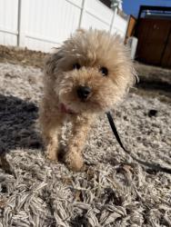 Lost Female Dog last seen Near s Prairie, Chicago, IL 60616