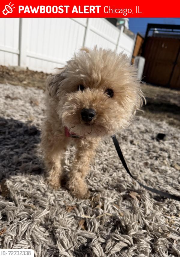 Lost Female Dog last seen Near s Prairie, Chicago, IL 60616