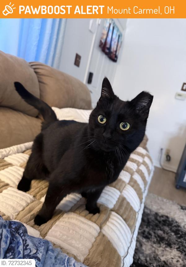Found/Stray Unknown Cat last seen Cropper plumbing, Mount Carmel, OH 45244