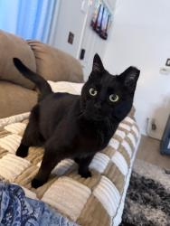Found/Stray Unknown Cat last seen Cropper plumbing, Mount Carmel, OH 45244