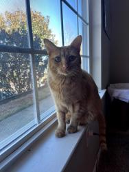 Lost Female Cat last seen Reserve apartments, Asheville, NC 28806