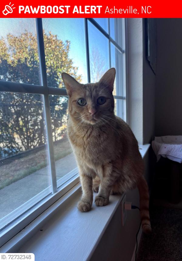 Lost Female Cat last seen Reserve apartments, Asheville, NC 28806
