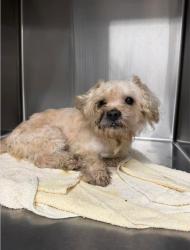 Lost Male Dog last seen Malapart , Lafayette, LA 70507