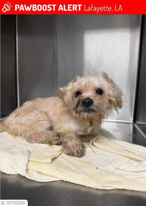 Lost Male Dog last seen Malapart , Lafayette, LA 70507