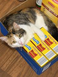 Lost Female Cat last seen 53rd and knox, Merriam, KS 66203
