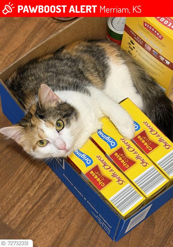 Lost Female Cat last seen 53rd and knox, Merriam, KS 66203