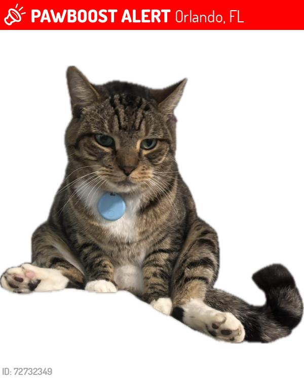 Lost Male Cat last seen The arbors apmts in maitland, Orlando, FL 32810
