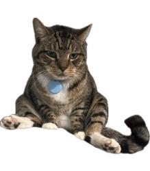 Lost Male Cat last seen The arbors apmts in maitland, Orlando, FL 32810