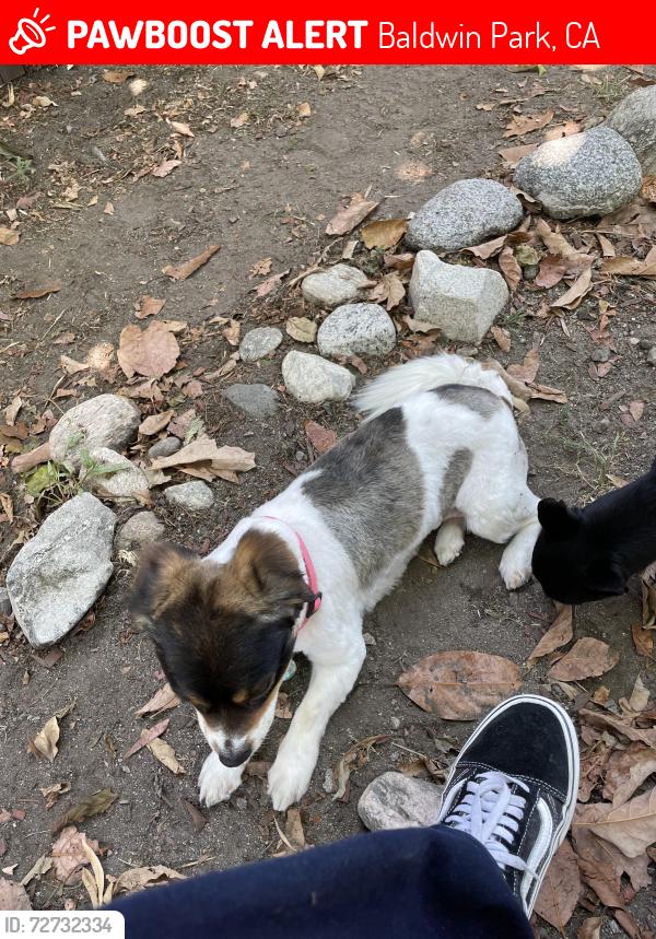 Lost Female Dog last seen Puente & Pacific Ave., Baldwin Park CA, Baldwin Park, CA 91706