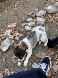 Lost Female Dog last seen Puente & Pacific Ave., Baldwin Park CA, Baldwin Park, CA 91706