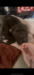 Found/Stray Male Dog last seen Jurups, Riverside, CA 92503