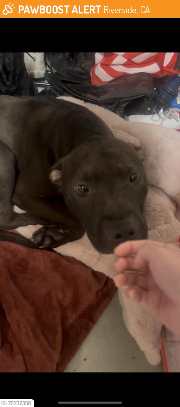 Found/Stray Male Dog last seen Jurups, Riverside, CA 92503