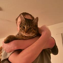 Lost Male Cat last seen Near street, hill forest museum , Aurora, IN 47001