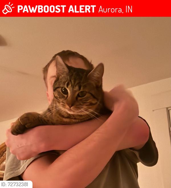 Lost Male Cat last seen Near street, hill forest museum , Aurora, IN 47001