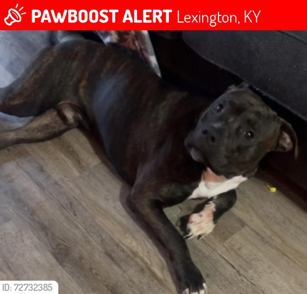 Lost Male Dog last seen Near Larkwood Drive, Lexington, KY 40509