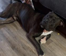 Lost Male Dog last seen Near Larkwood Drive, Lexington, KY 40509