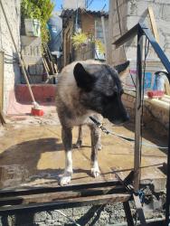 Lost Male Dog last seen Calle 16 de septiembre y 20 de noviembre , Ciudad Nezahualcóyotl, Méx. 57920