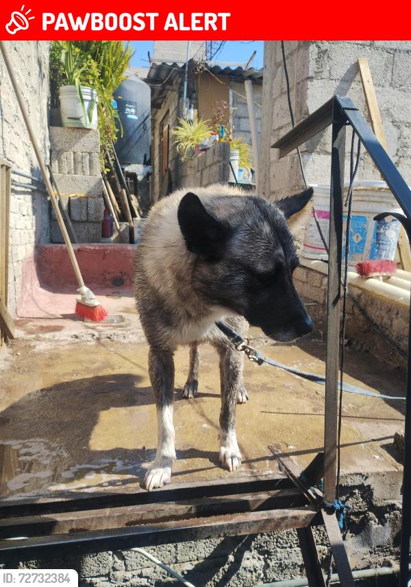 Lost Male Dog last seen Calle 16 de septiembre y 20 de noviembre , Ciudad Nezahualcóyotl, Méx. 57920