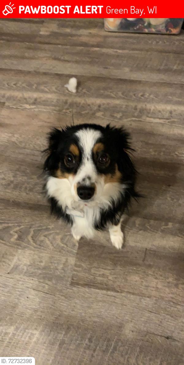 Lost Female Dog last seen Doty street , Green Bay, WI 54301