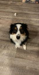 Lost Female Dog last seen Doty street , Green Bay, WI 54301