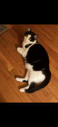 Lost Female Cat last seen Hoffman, W. Wilkins, Cedar, McSwain, Lewis, Puett, N. Oakland in Dallas , Dallas, NC 28034
