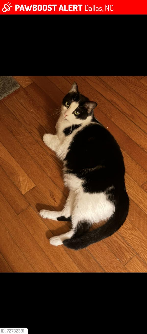 Lost Female Cat last seen Hoffman, W. Wilkins, Cedar, McSwain, Lewis, Puett, N. Oakland in Dallas, Dallas, NC 28034